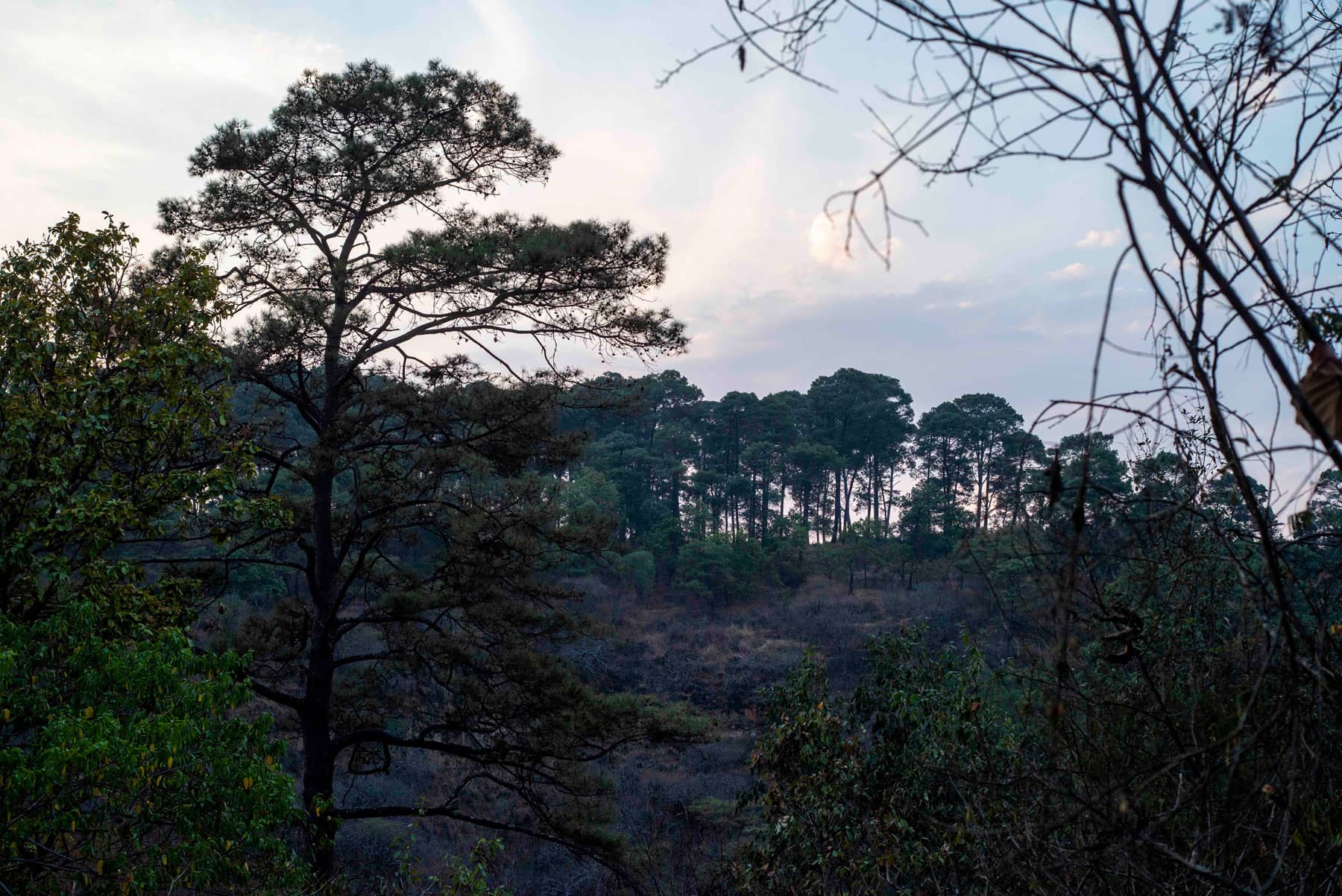 Zona boscosa de la Meseta Purépecha afectada por un incendio. Foto: Abraham Pérez