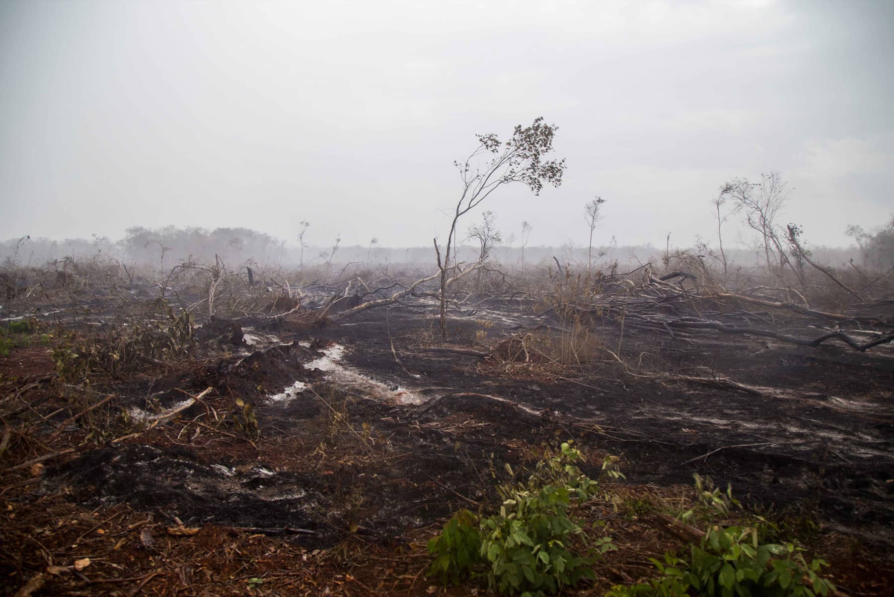 En varias regiones del país, los terrenos forestales se
                incendian para después transformarlos en campos agrícolas.
                Foto: Robín Canul.