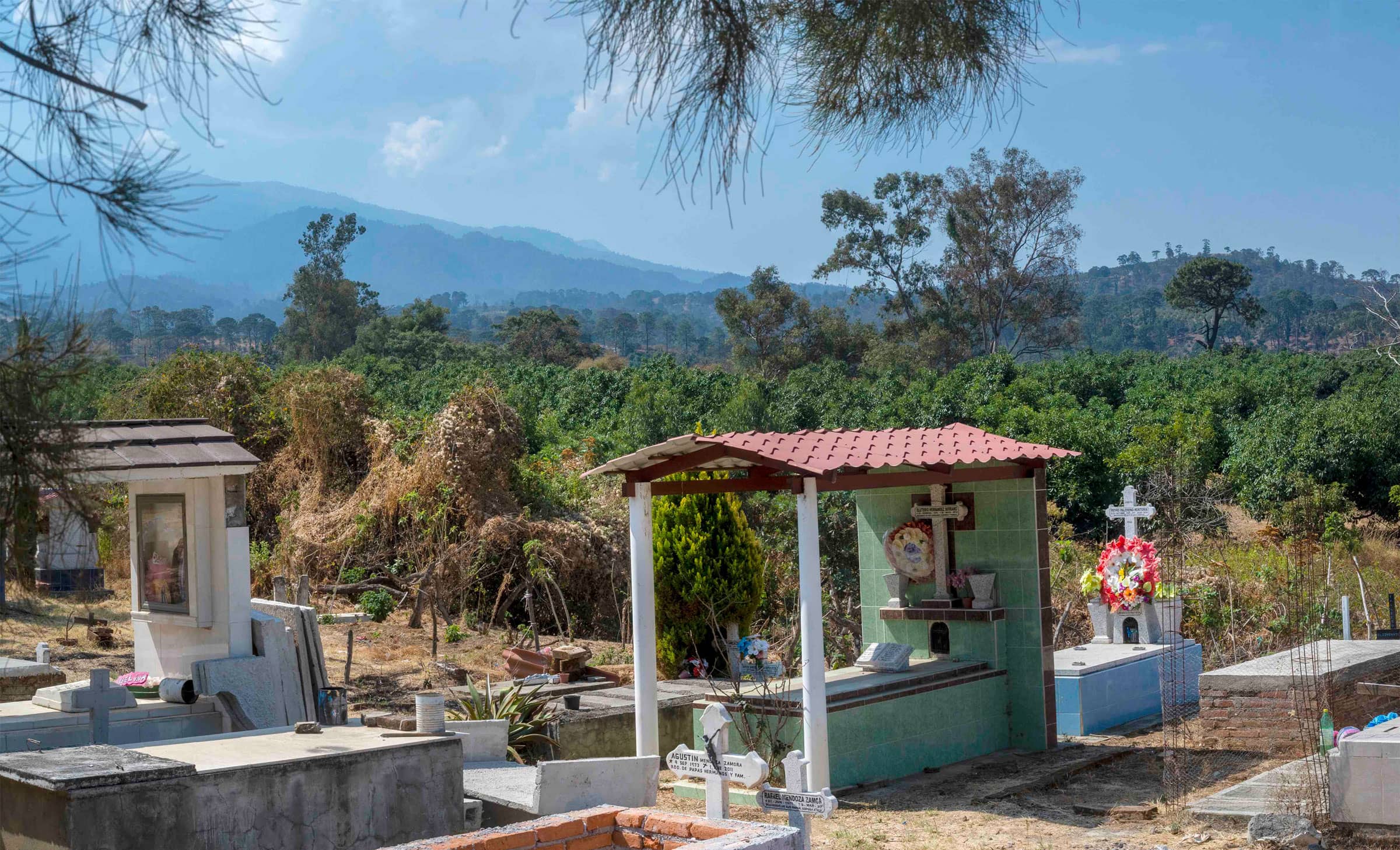 Árboles de aguacate casi dentro del cementerio de la comunidad El Jazmín, municipio de San Gabriel. Foto: Abraham Pérez.