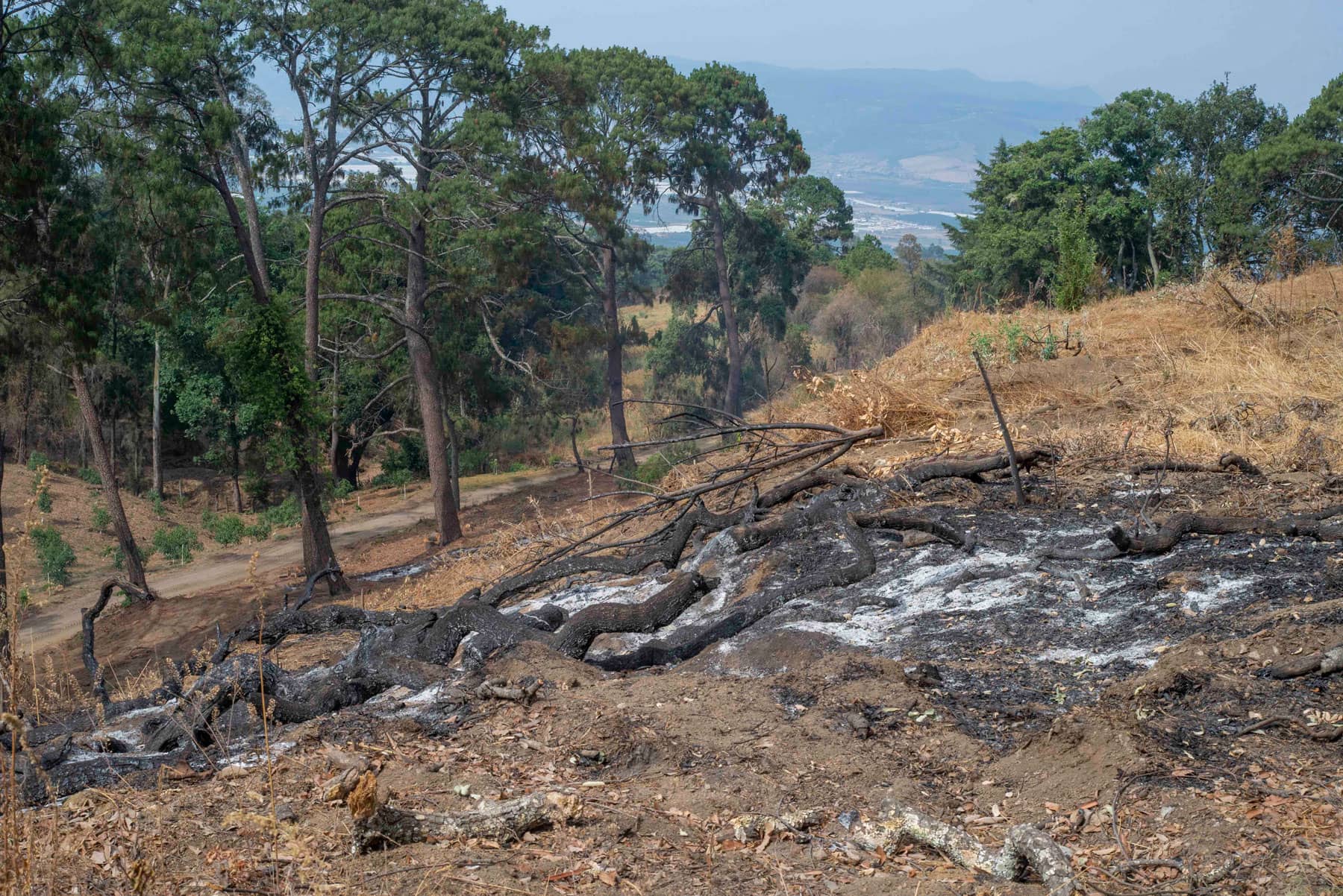Los incendios provocados son comunes en la región para limpiar los terrenos forestales. Foto: Abraham Pérez.