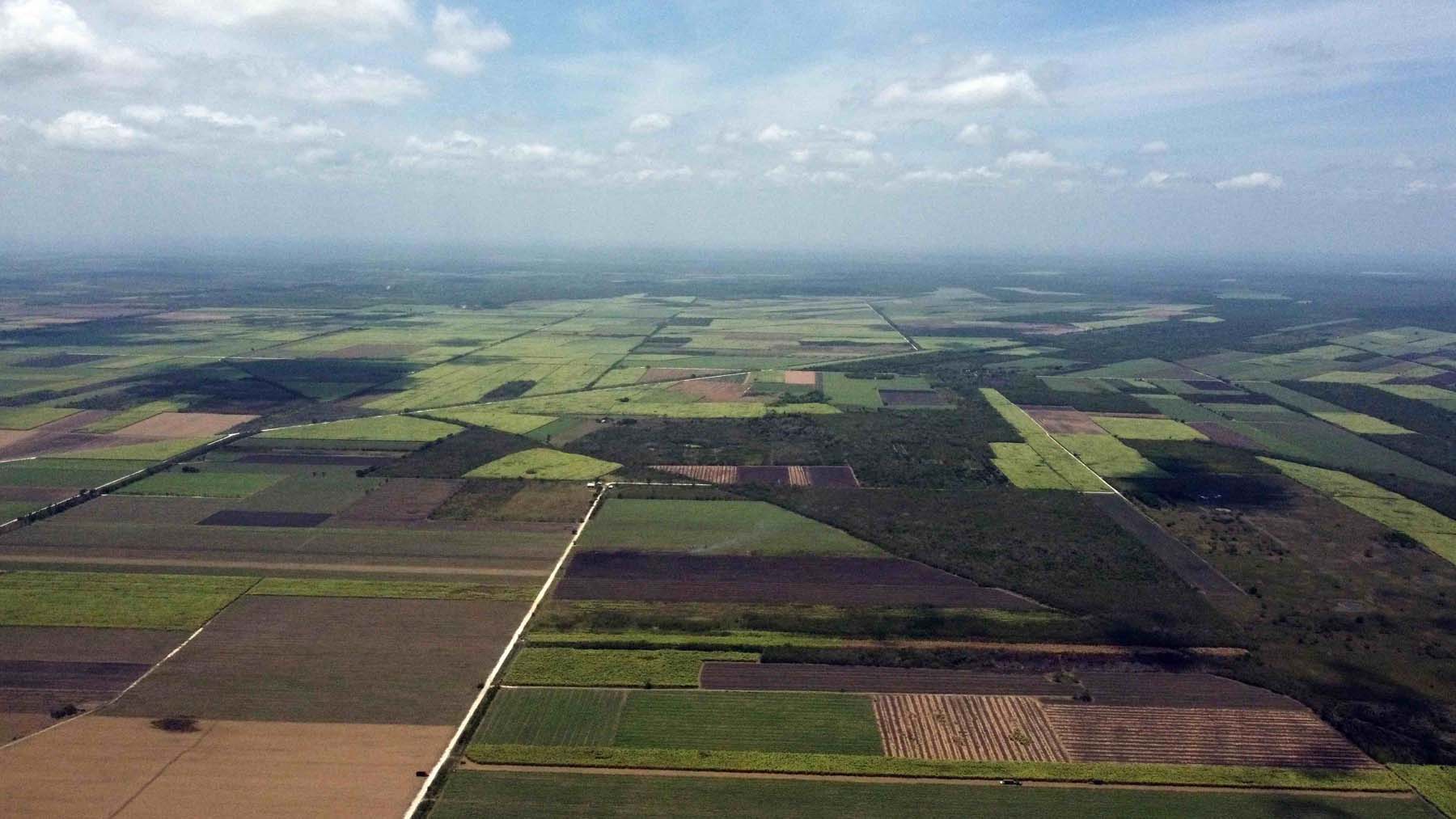 El cultivo de caña es una de las principales actividades económicas de Quintana Roo. La expansión de este monocultivo tiene consecuencias ambientales sobre las selvas.  Foto: Robin Canul