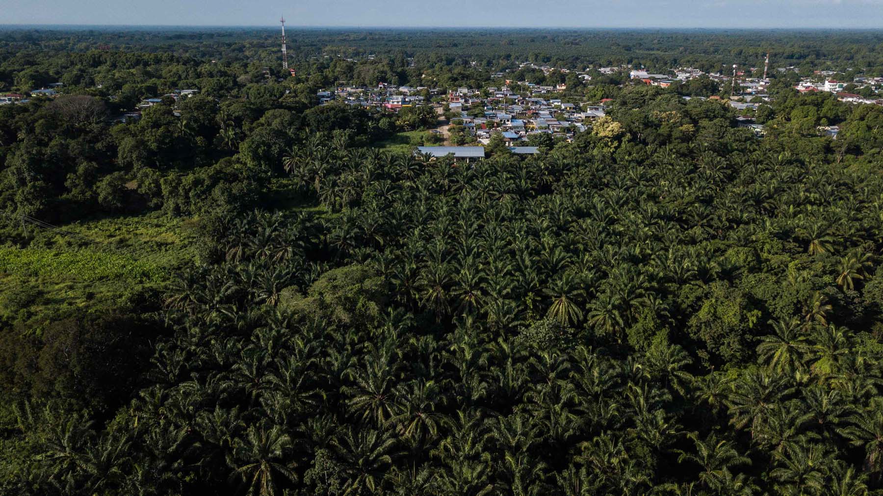 En varias comunidades de la costa de Chiapas es común encontrar plantíos de palma de aceite a su alrededor. Foto: Isabel Mateos.