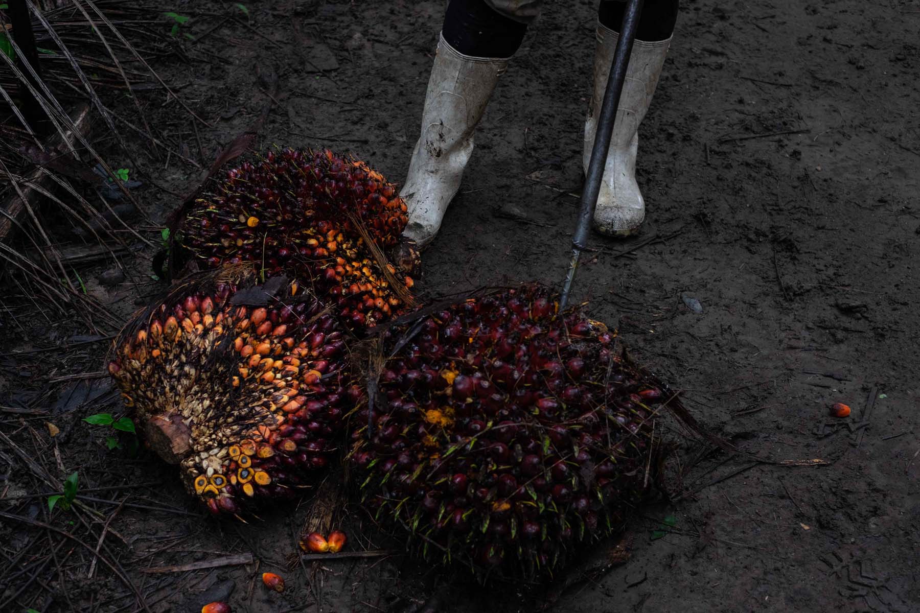 Los productores cortan y reúnen los racimos del fruto para venderlos a las plantas procesadoras. Foto. Isabel Mateos.