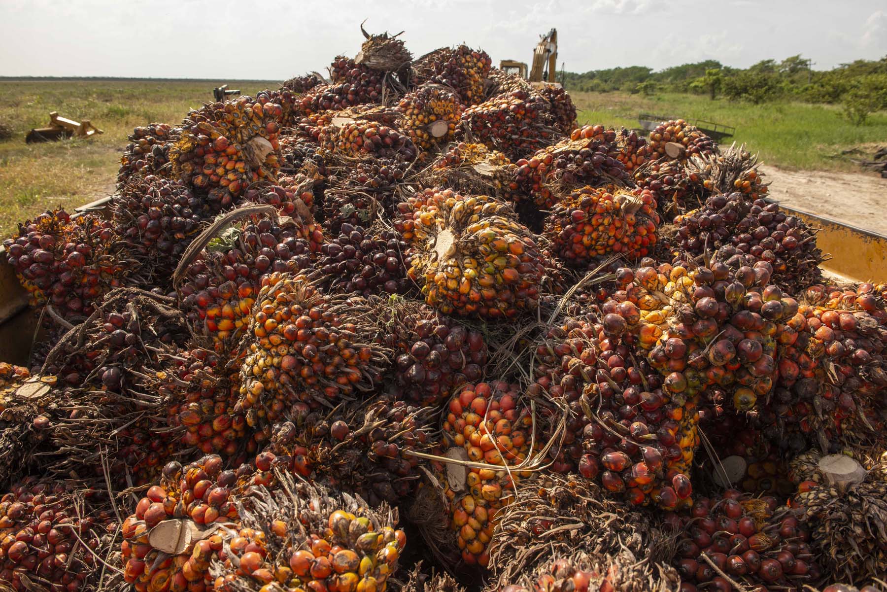 Racimos de frutas de palma de aceite recién cortados. Foto: Víctor Abreu/CCMSS.