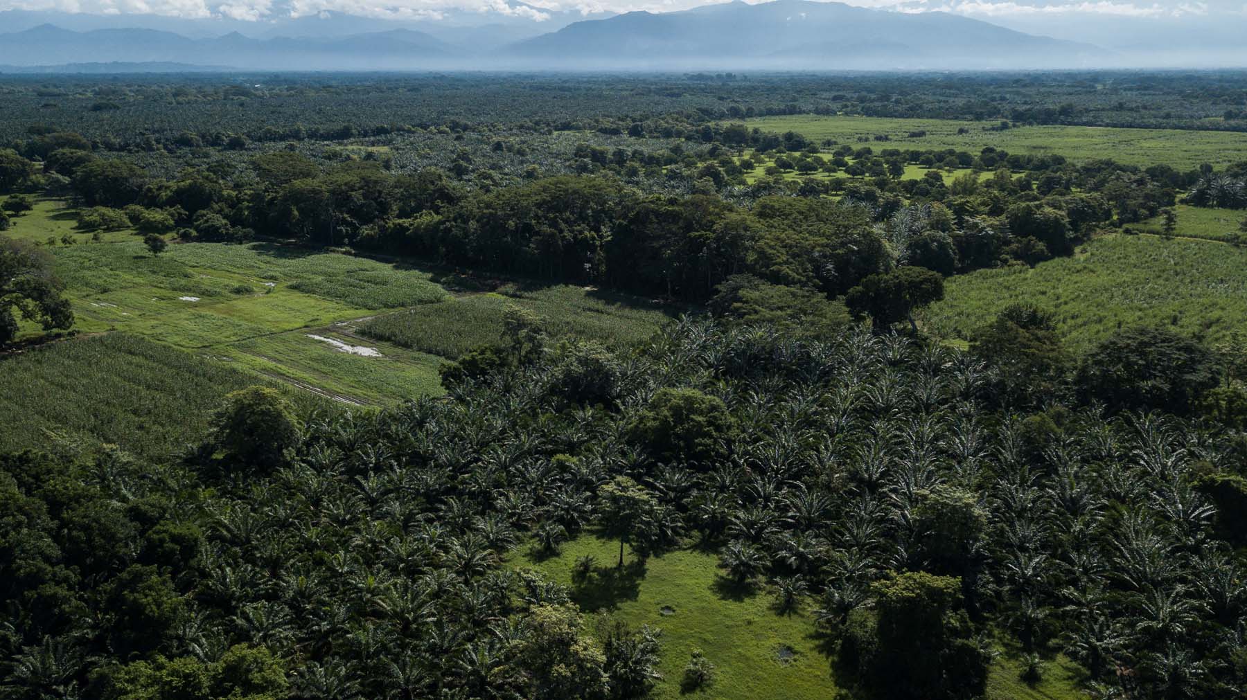 En estados como Chiapas, la palma de aceite se ha extendido, sobre todo, en terrenos que ocupaban los acahuales. Foto: Isabel Mateos.