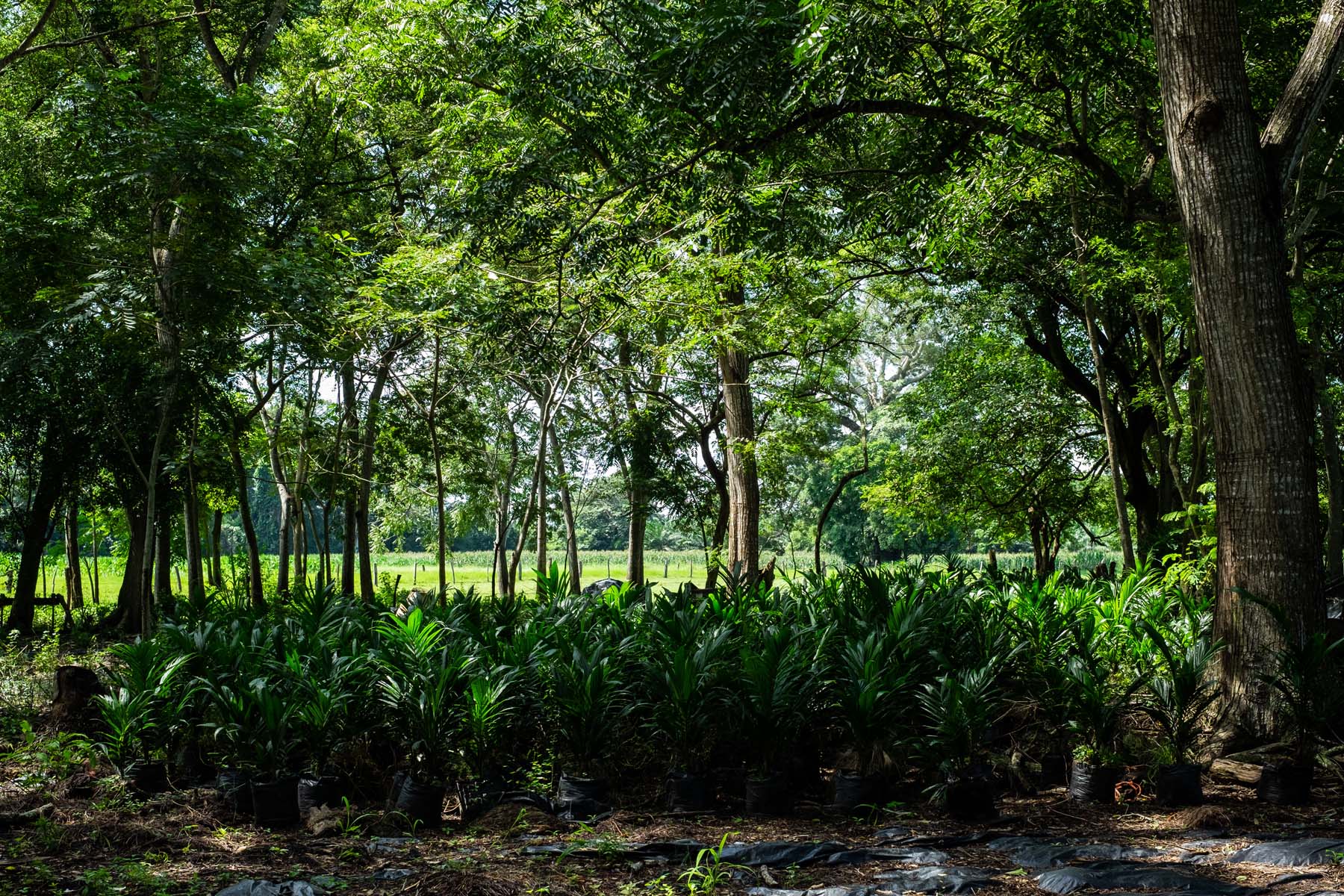 Decenas de palmas de aceite listas para sembrarse en Chiapas. Foto: Isabel Mateos.
