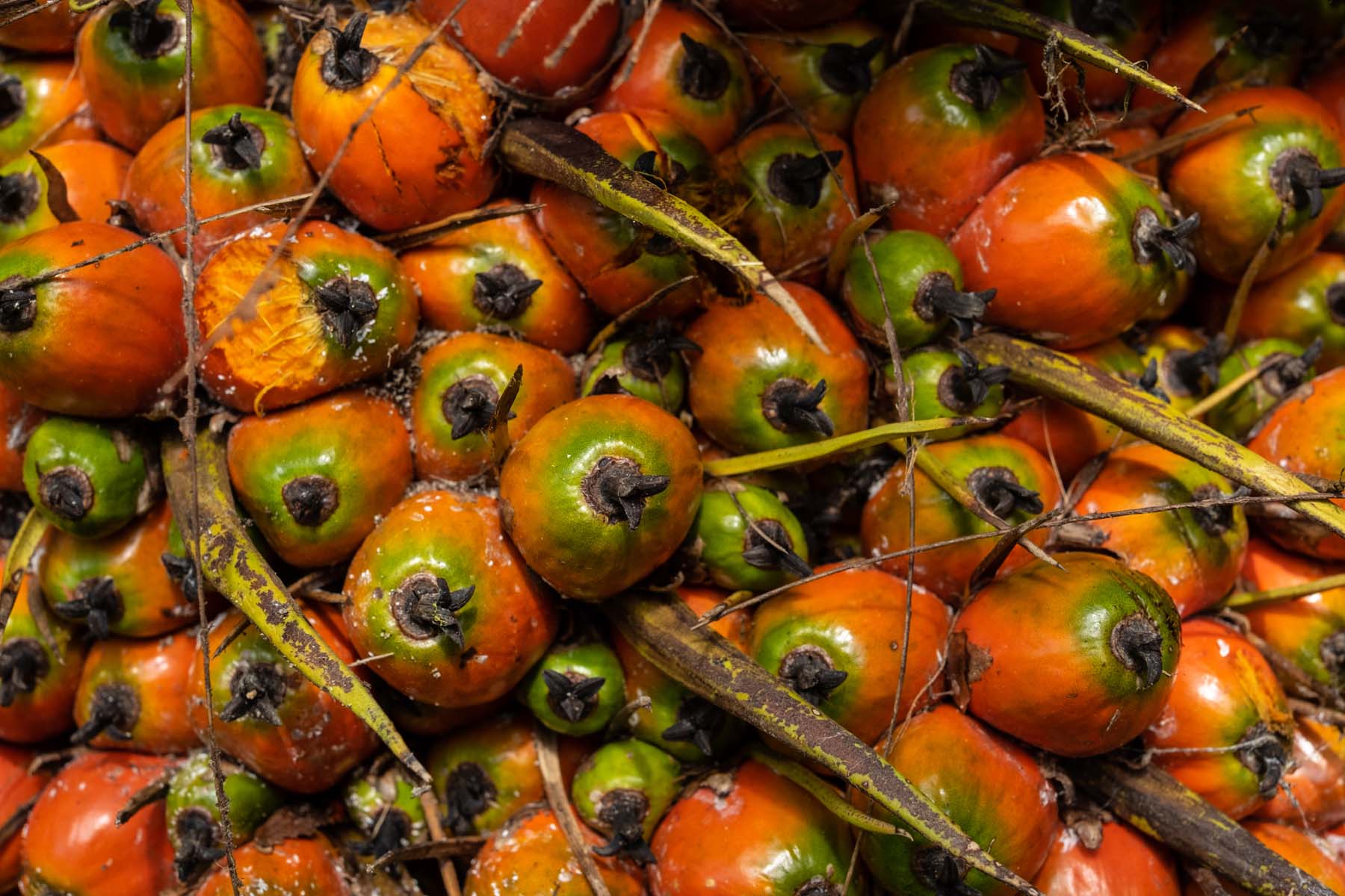 El fruto de la palma se procesa para obtener el aceite que se usa en diversas industrias. Foto: Isabel Mateos.