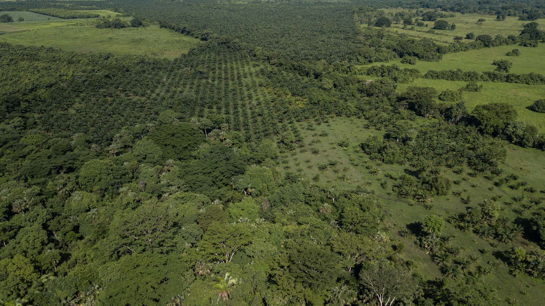Plantaciones de palma de aceite en Chiapas. Foto: Isabel Mateos.