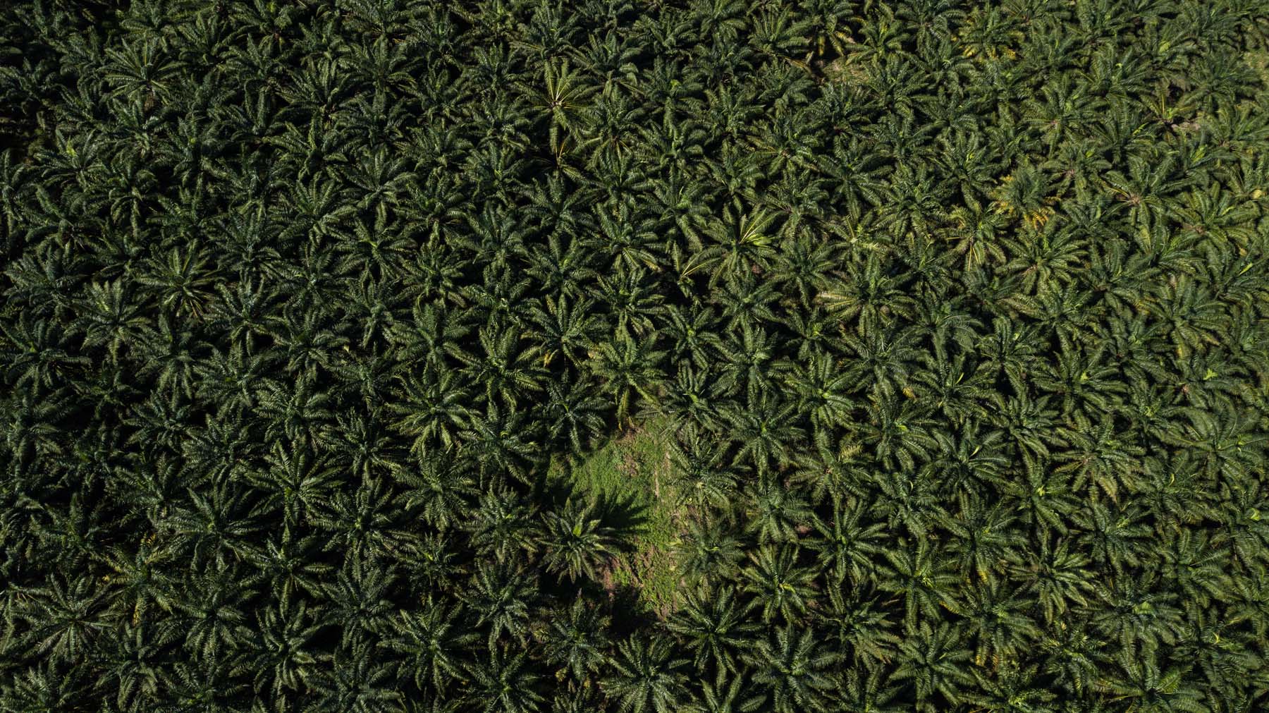A partir de la década de los noventa, las palmas de aceite comenzaron a sembrarse en Chiapas con mayor intensidad. Foto: Isabel Mateos.