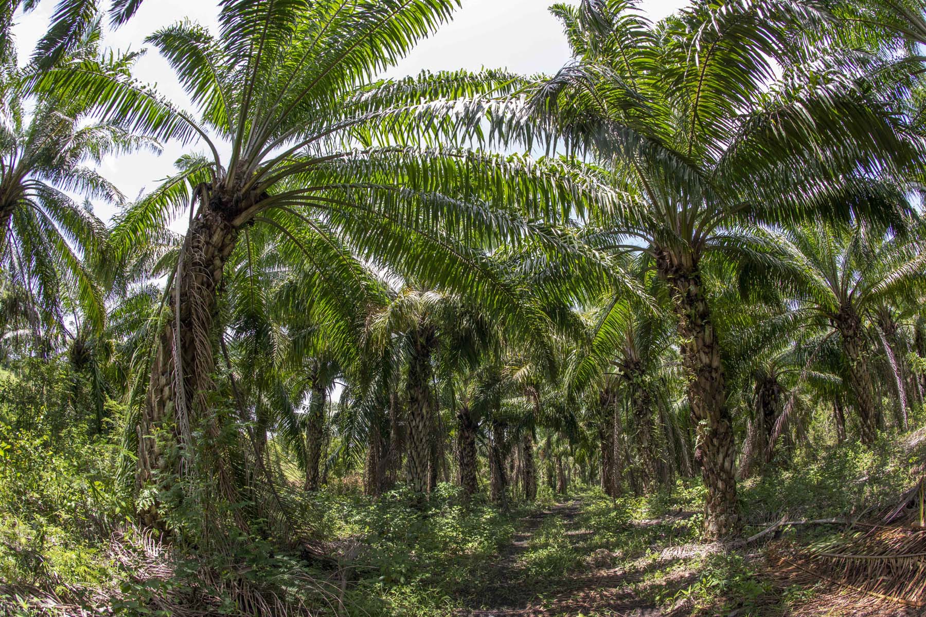 Plantíos de palma aceitera en Campeche. Foto: Víctor Abreu/CCMSS.