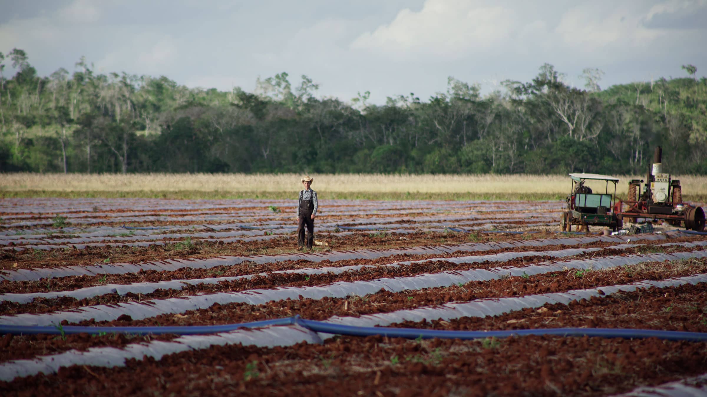Soya: la agroindustria que arrasa con la selva maya
