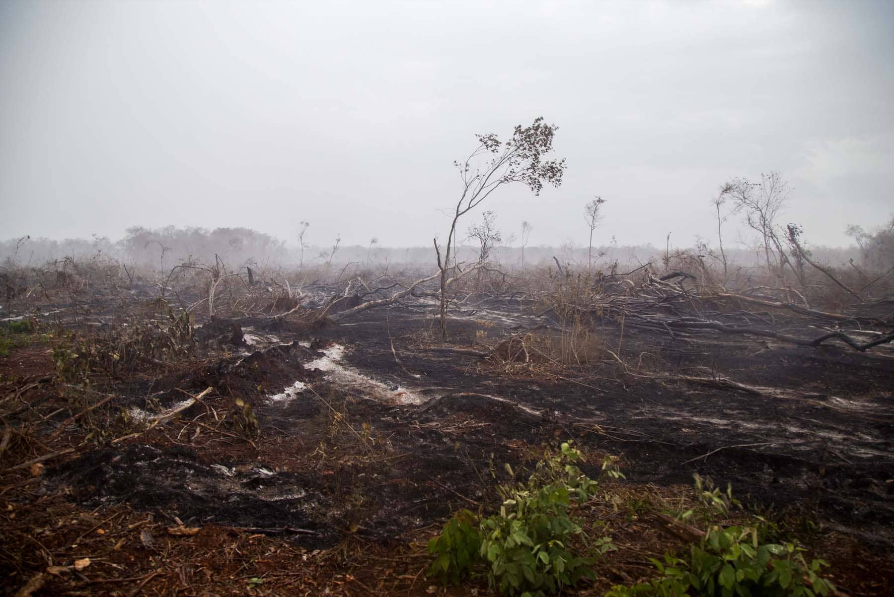 El fuego se usa, en muchas ocasiones, para transformar terrenos forestales en campos agrícolas. Foto: Robín Canul.