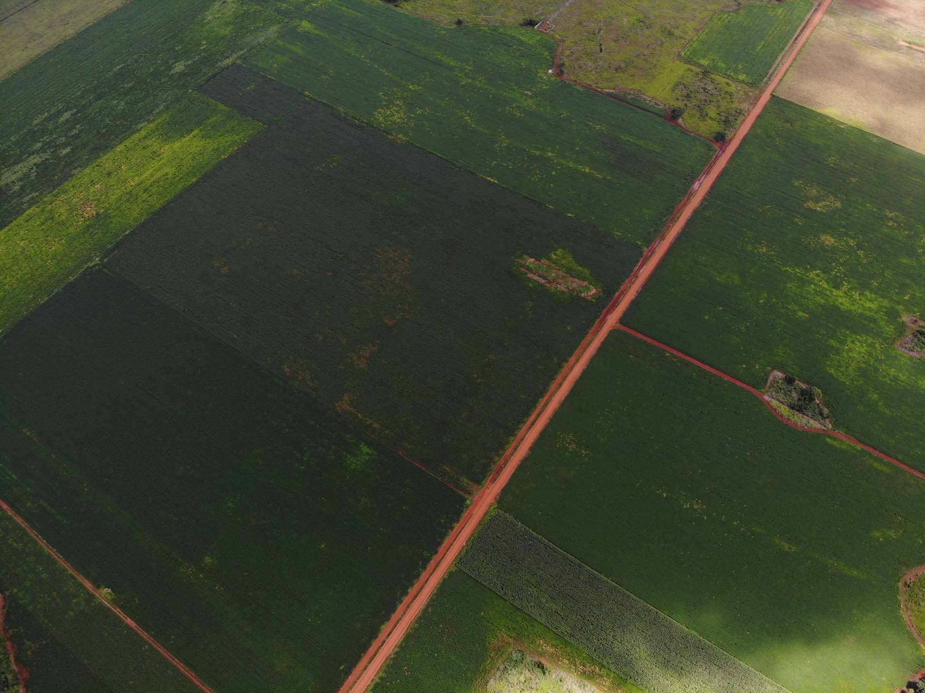 Vista aérea de los campos agrícolas que se han instalado en los últimos años en Hopelchén, Campeche. Foto. E. Chablé.