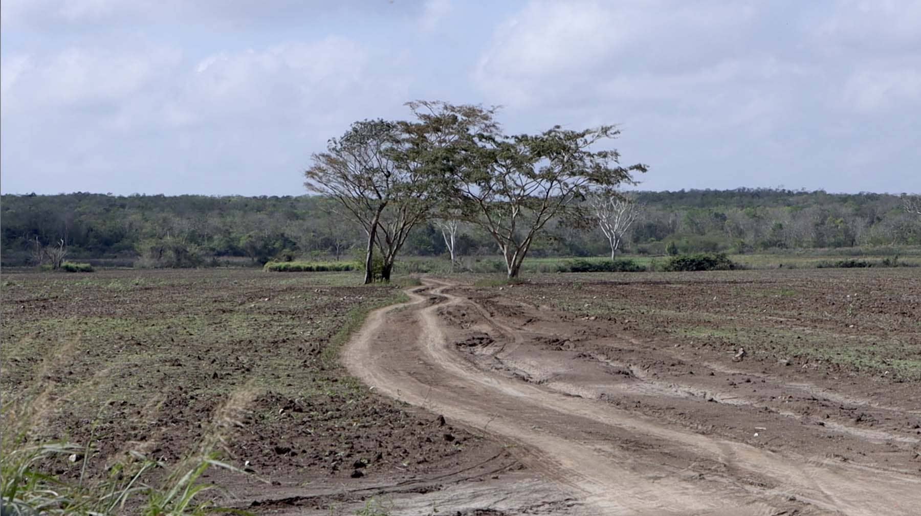 Terreno en donde se eliminó la cubierta forestal para transformarlo en campo de cultivo. Foto: Lizeth Ovando